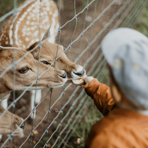 Hazlehead Park and Zoo